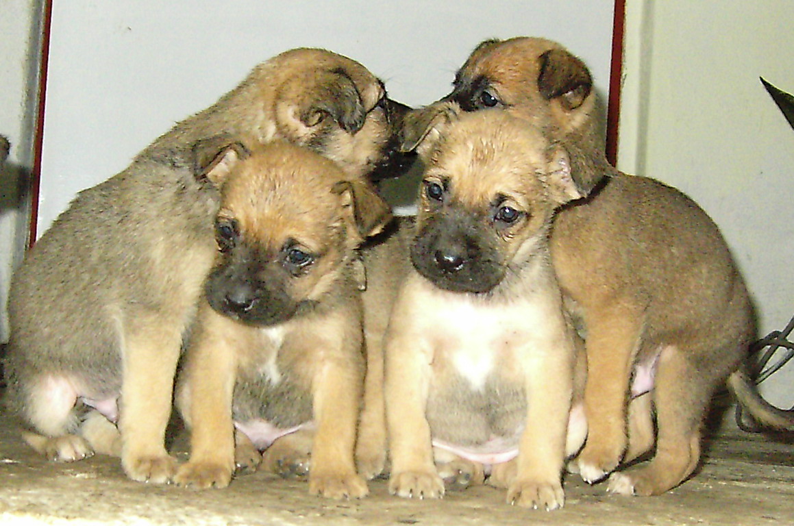 kutyusok